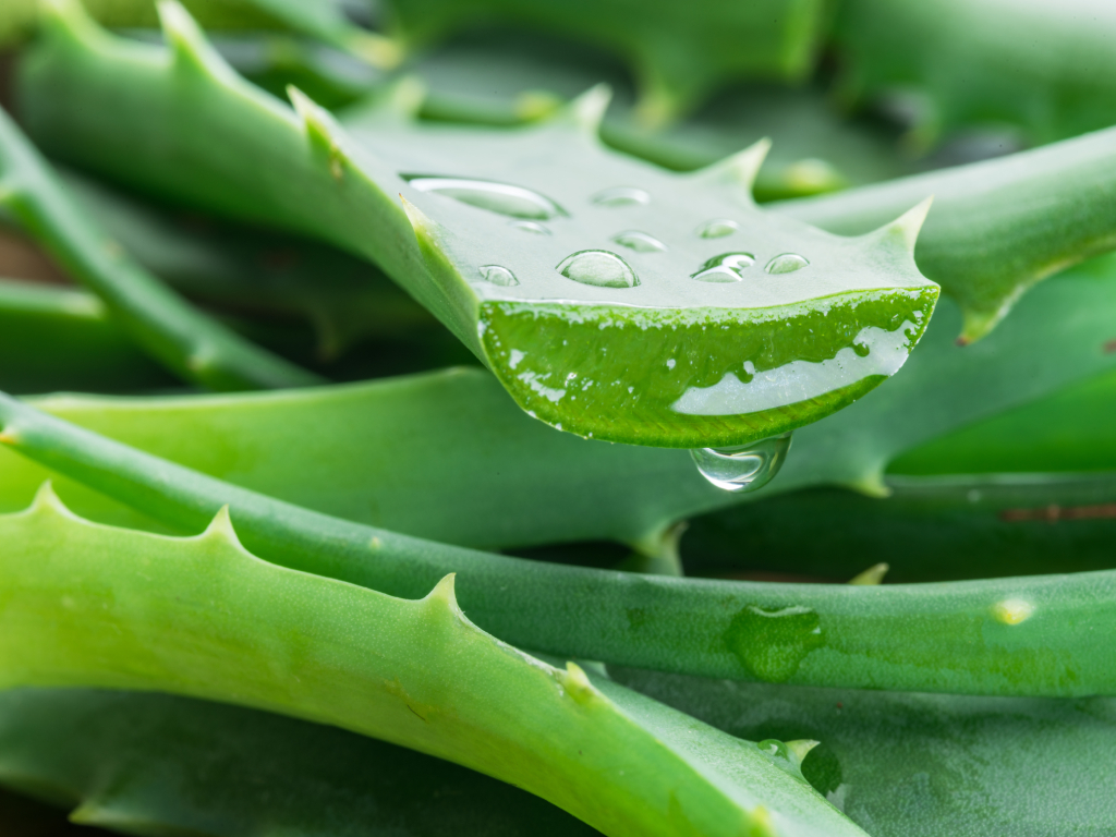 shutterstock_1049109326